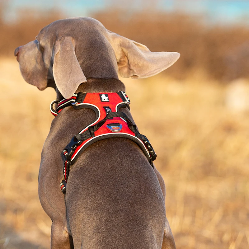 Truelove الحيوانات الأليفة عاك - مراجعة Running Gear Dog وسعره
